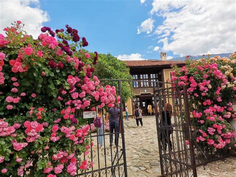 bulgarian rose valley pictures.